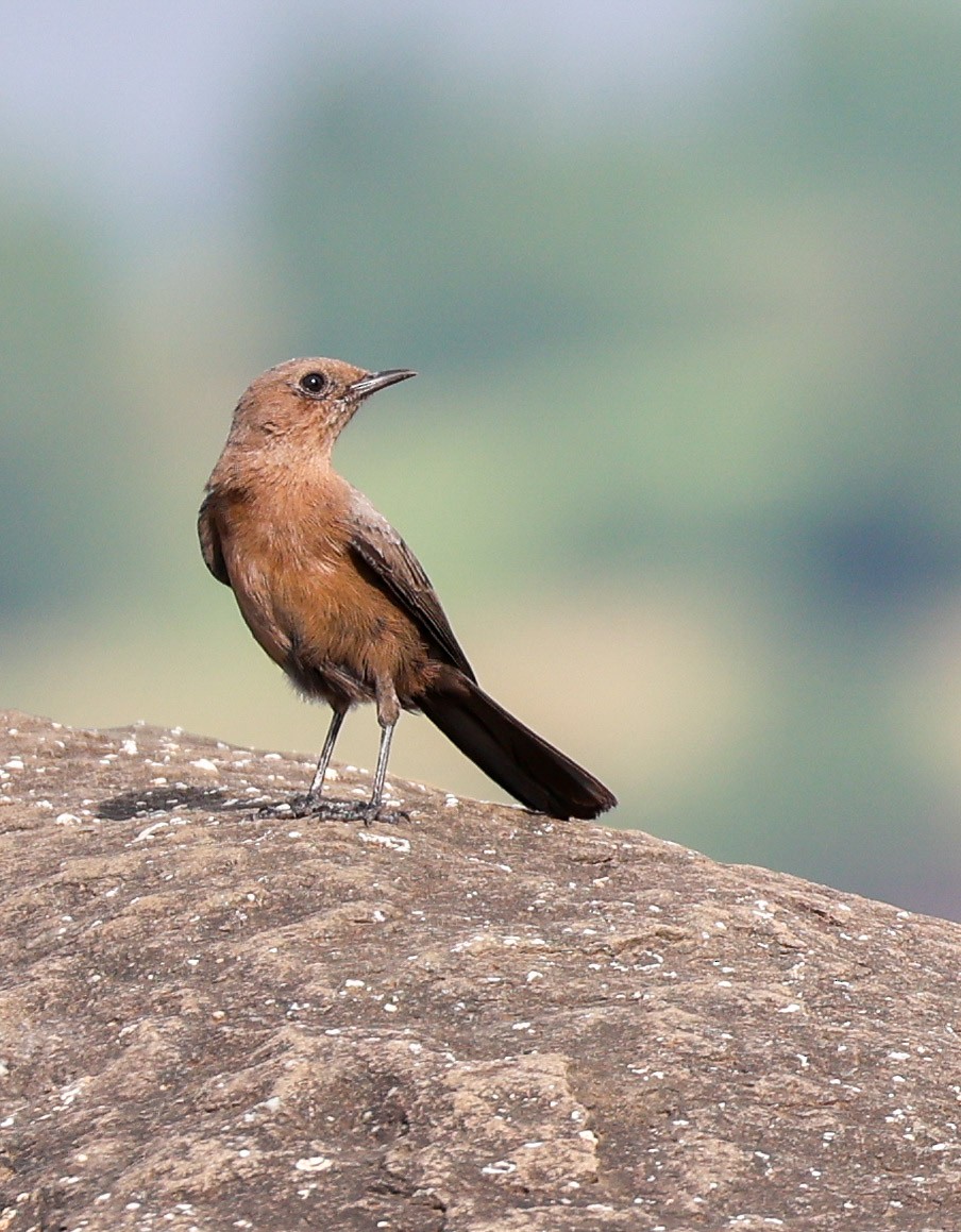 Brown Rock Chat - Fermin Jose