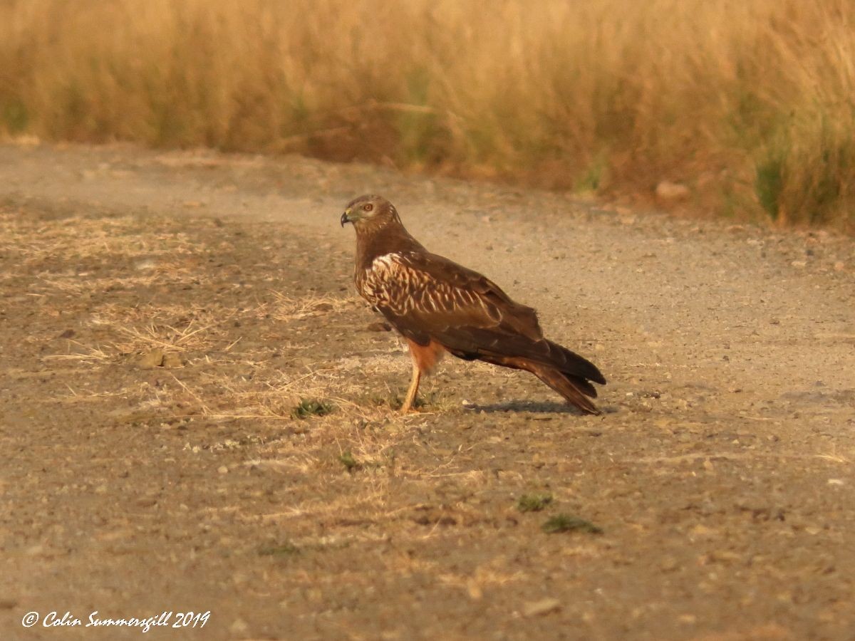 African Marsh Harrier - ML623868179