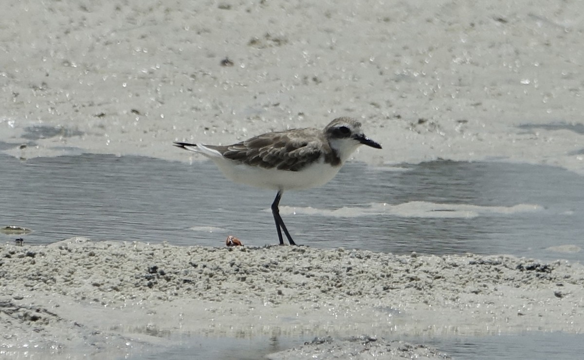 Tibetan Sand-Plover - ML623868183