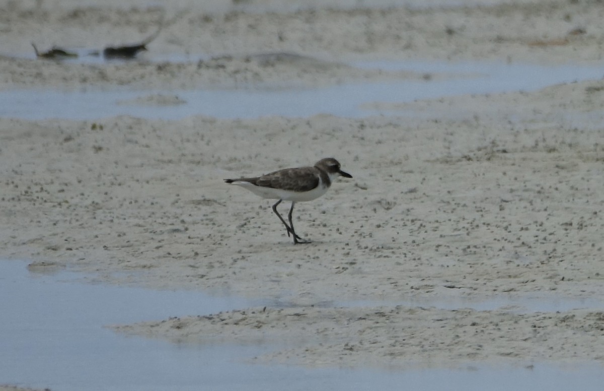 Tibetan Sand-Plover - ML623868185