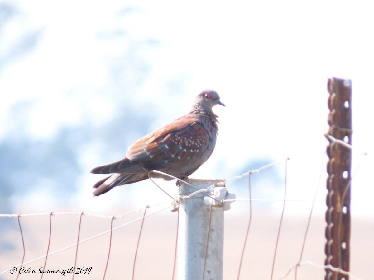 Speckled Pigeon - ML623868188