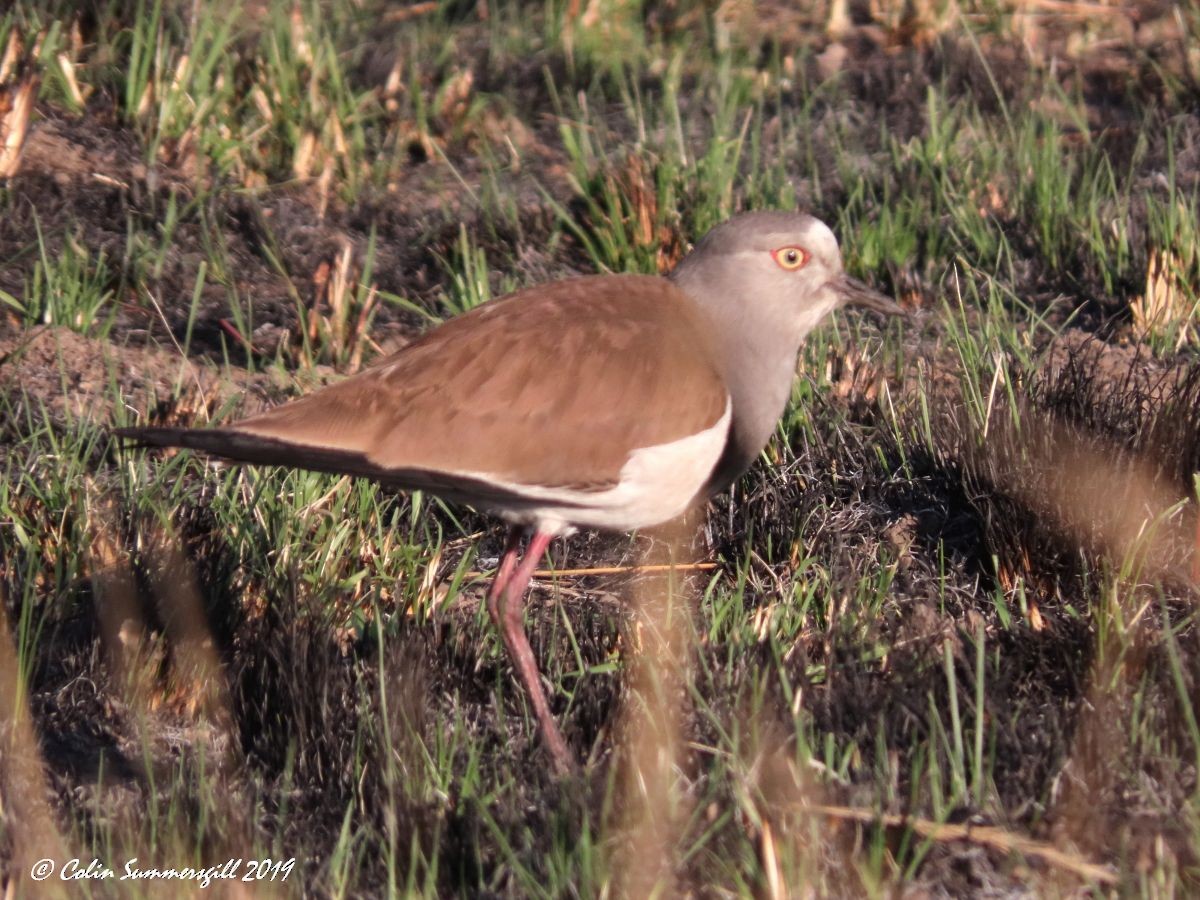 Black-winged Lapwing - ML623868196