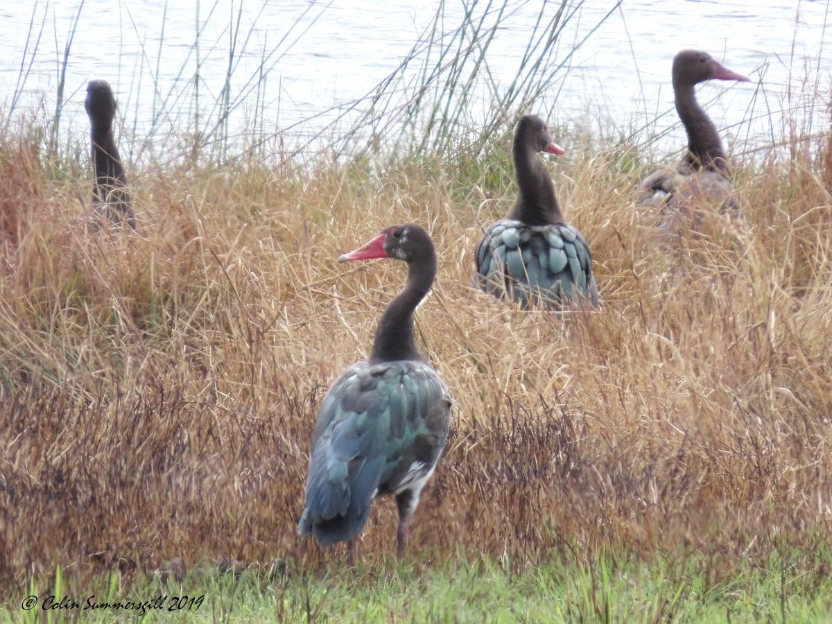 Spur-winged Goose - ML623868198