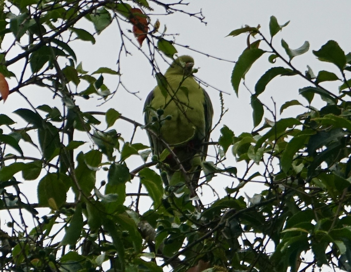 African Green-Pigeon - ML623868221