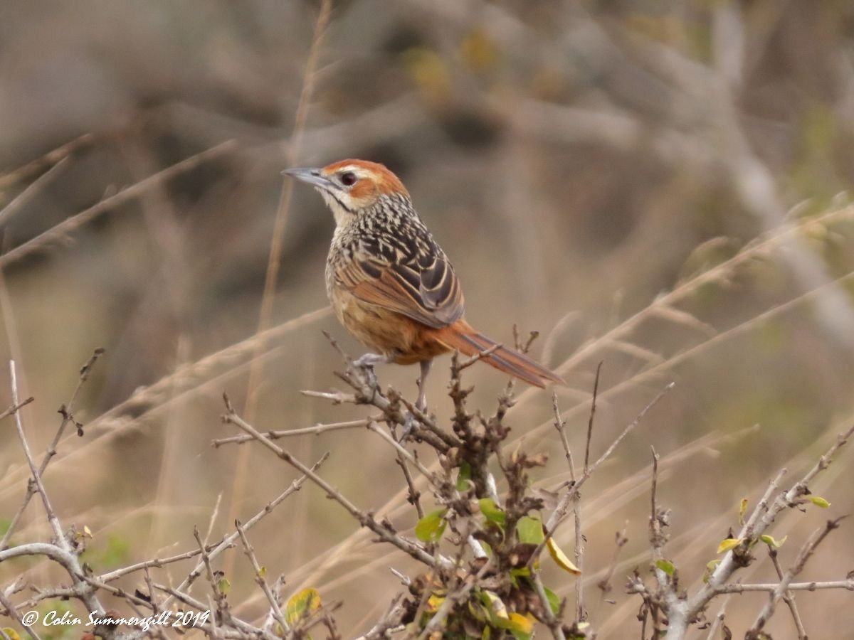 Cape Grassbird - ML623868223