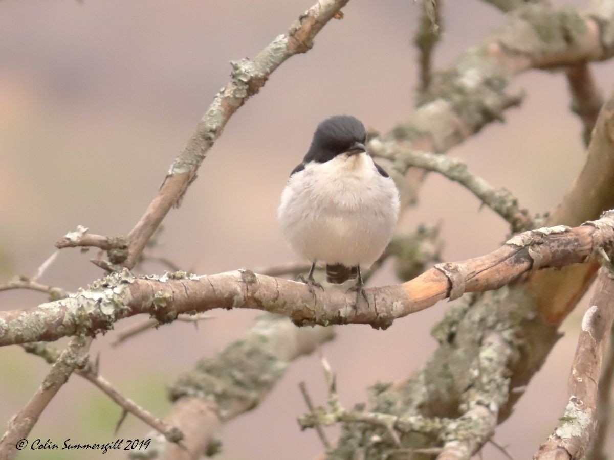 Fiscal Flycatcher - ML623868229