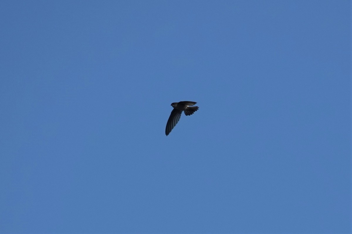 Australian Swiftlet - Cynthia Su