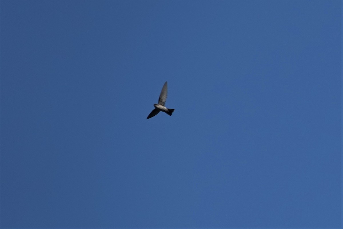 Australian Swiftlet - ML623868239