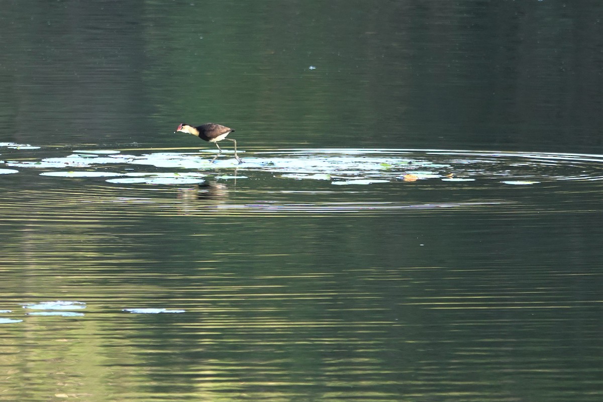 Comb-crested Jacana - Cynthia Su