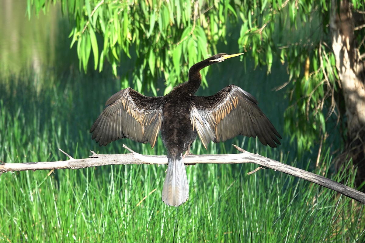 Australasian Darter - ML623868255