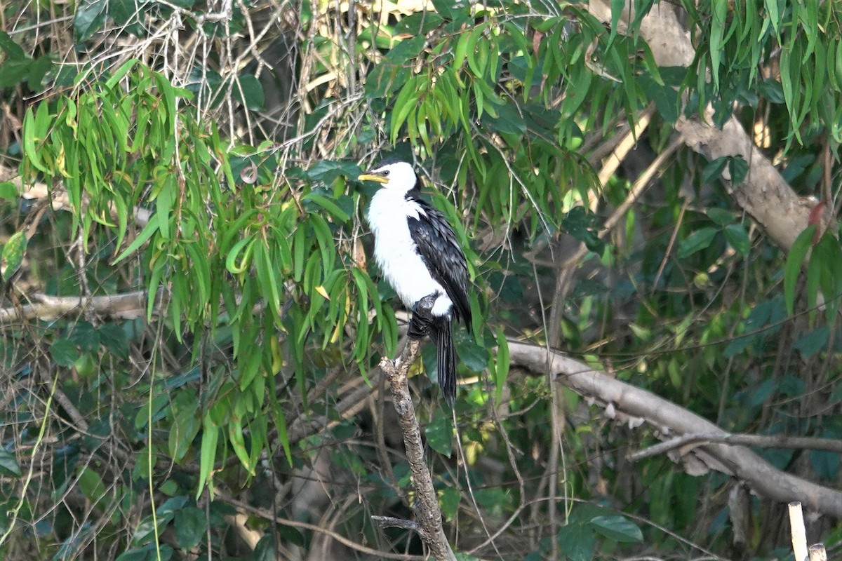 Little Pied Cormorant - ML623868265