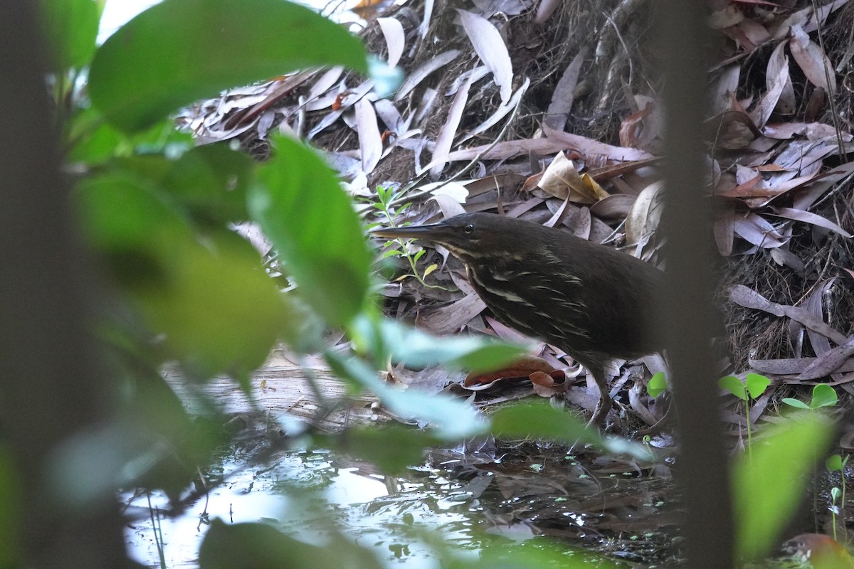 Black Bittern - ML623868269