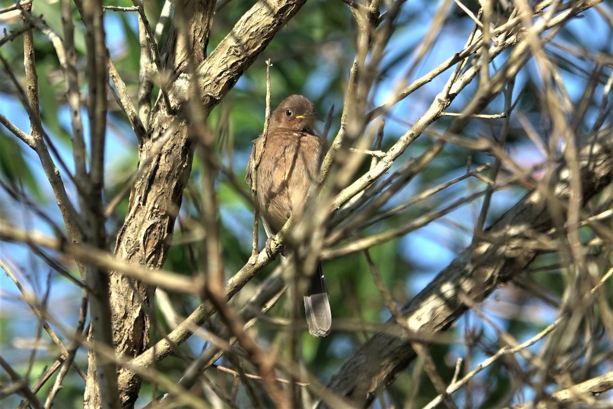 Dusky Myzomela - ML623868284