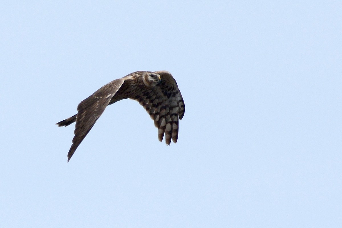 Hen Harrier - Igor Długosz