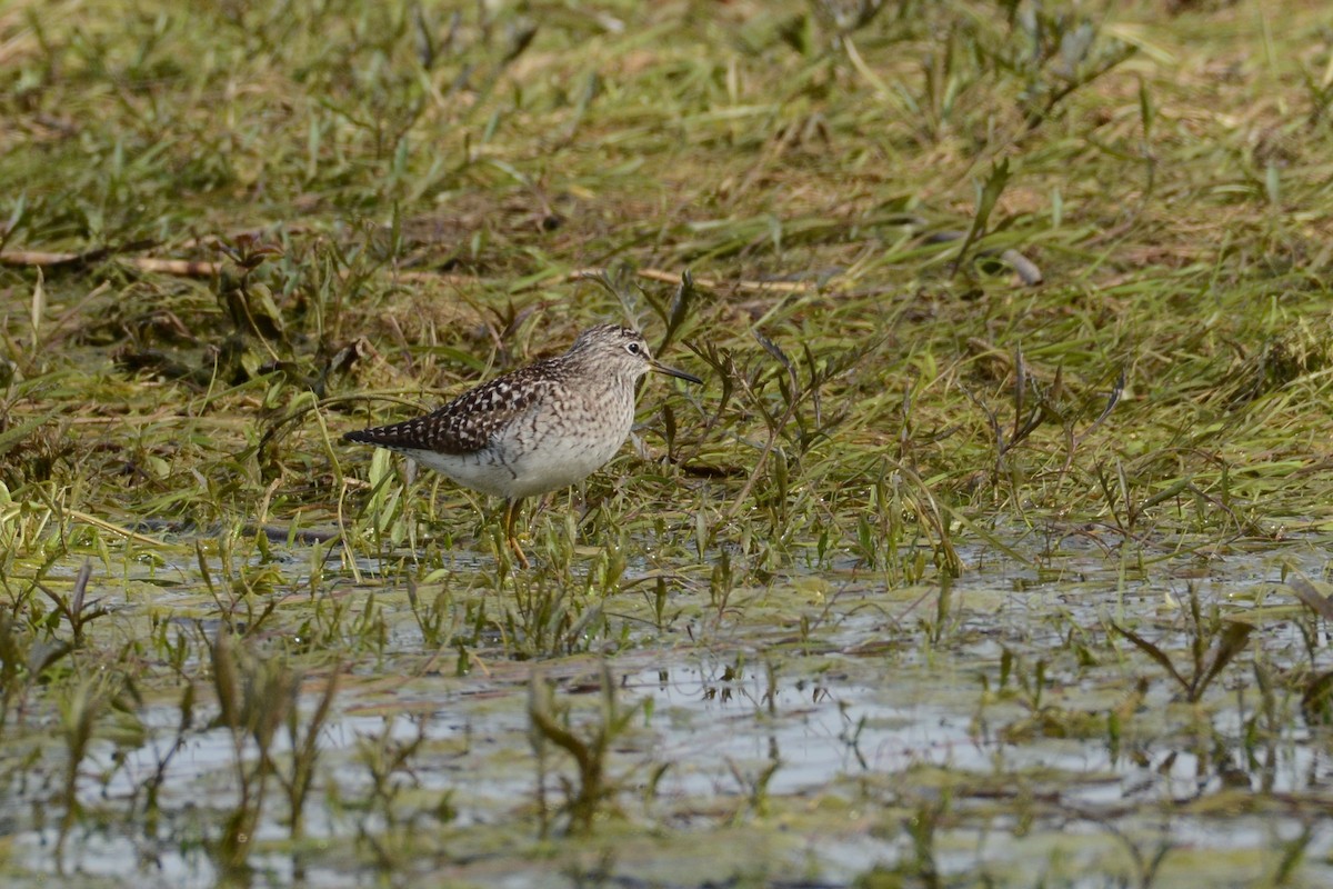 Wood Sandpiper - Igor Długosz