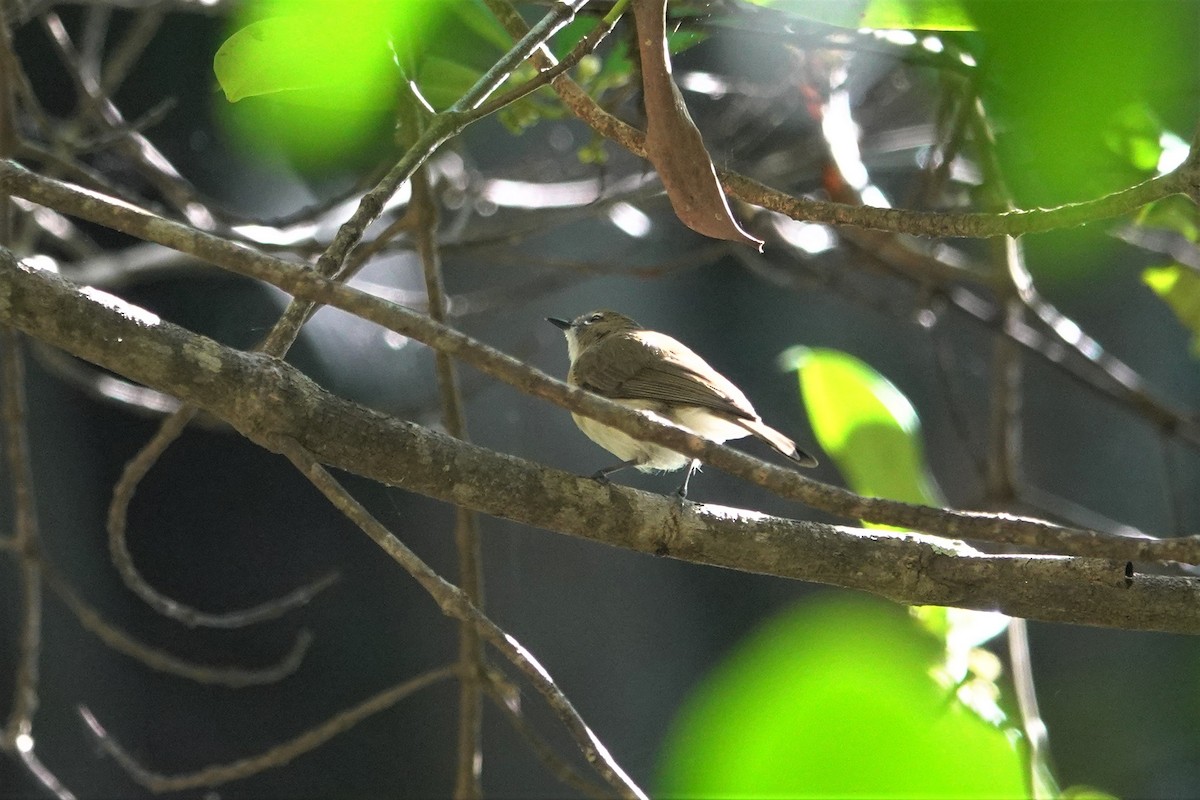 Large-billed Gerygone - ML623868310