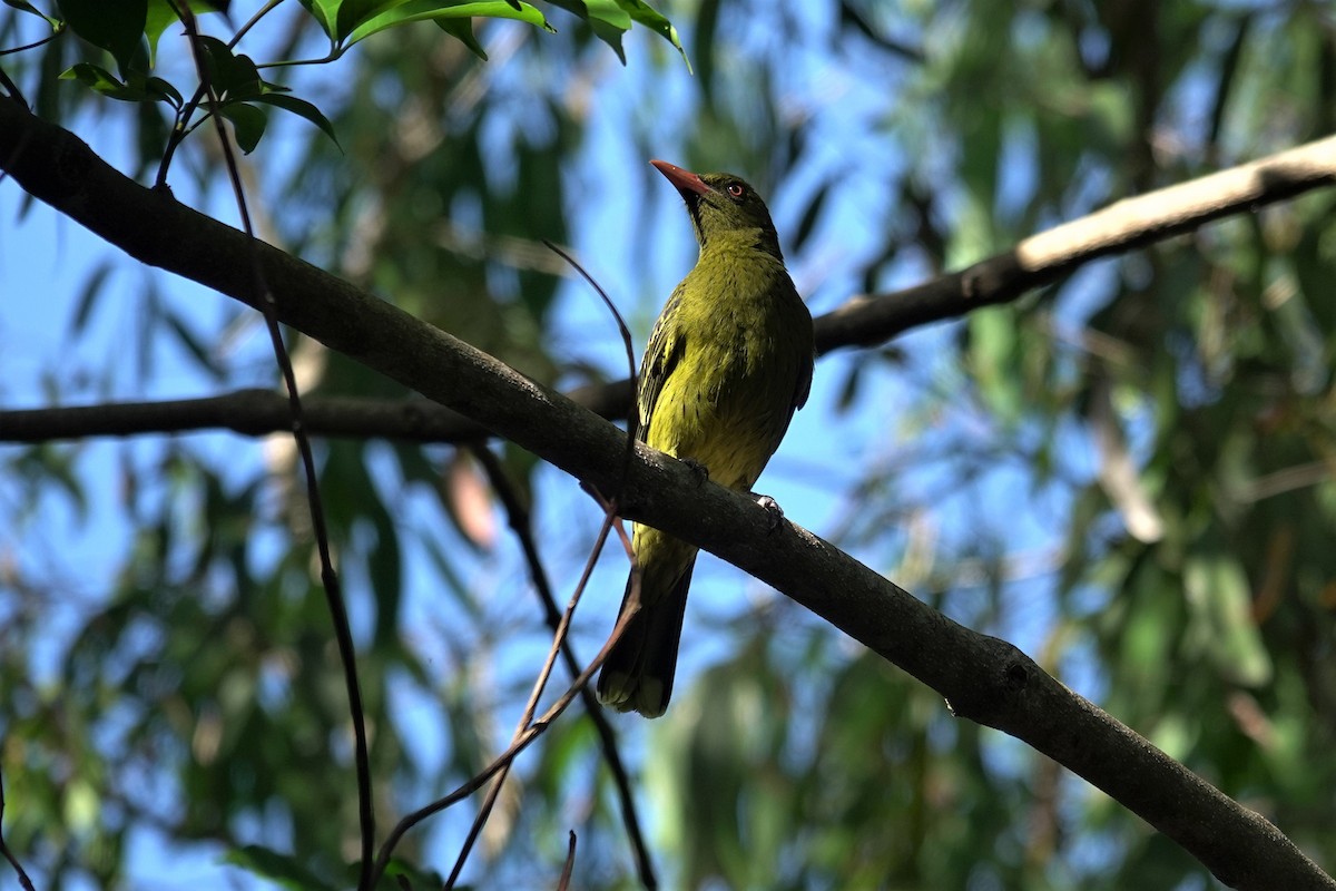 Green Oriole - Cynthia Su