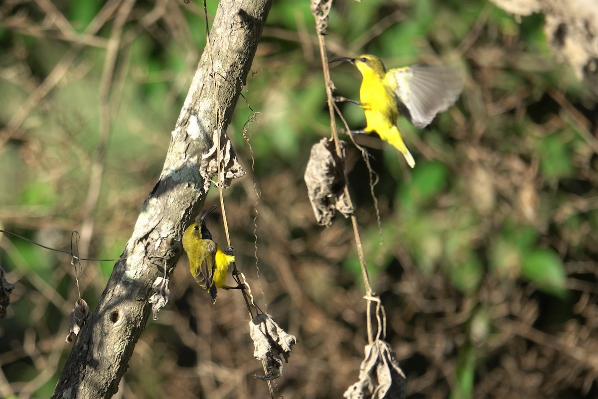 Sahul Sunbird - Cynthia Su