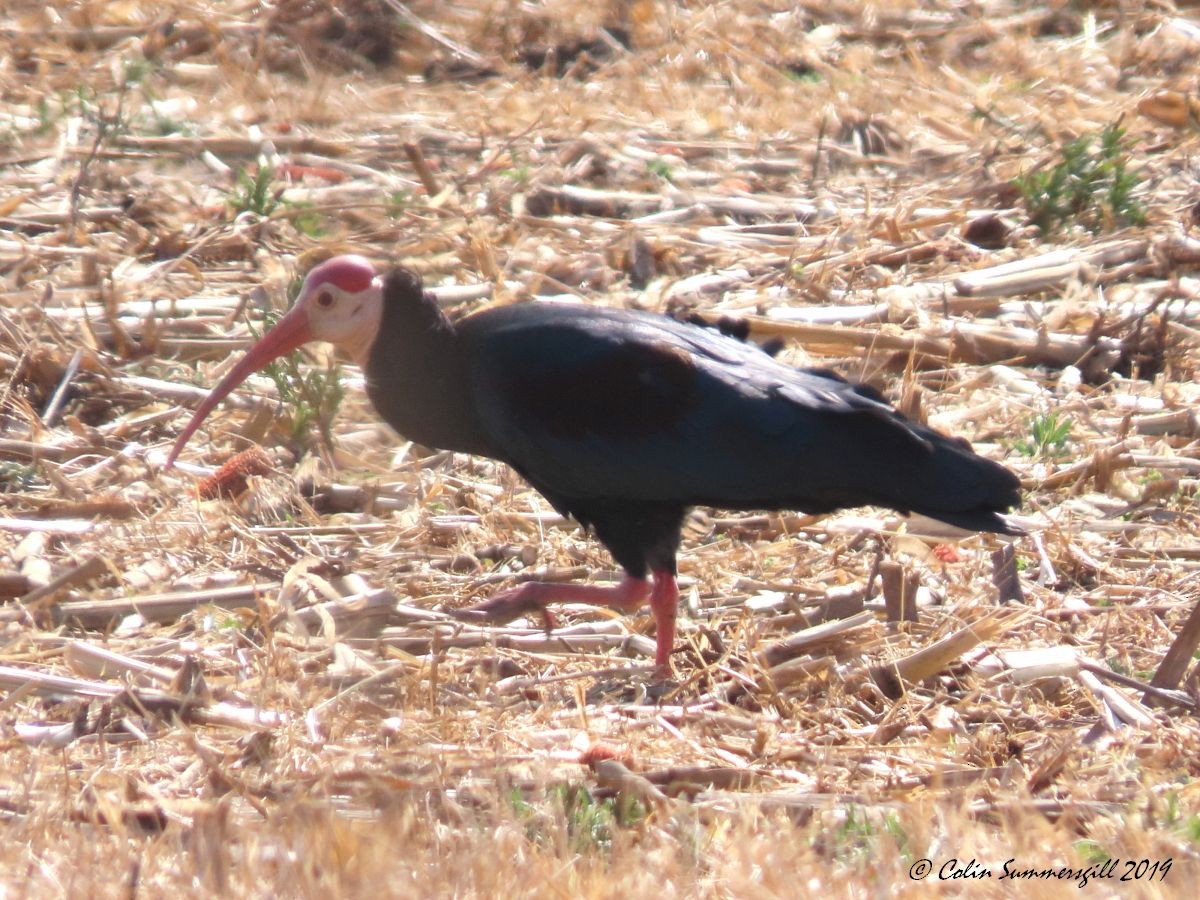 rødkroneibis - ML623868341