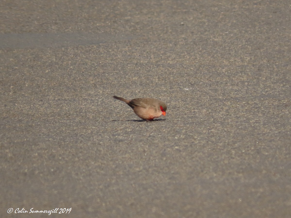 Common Waxbill - ML623868350