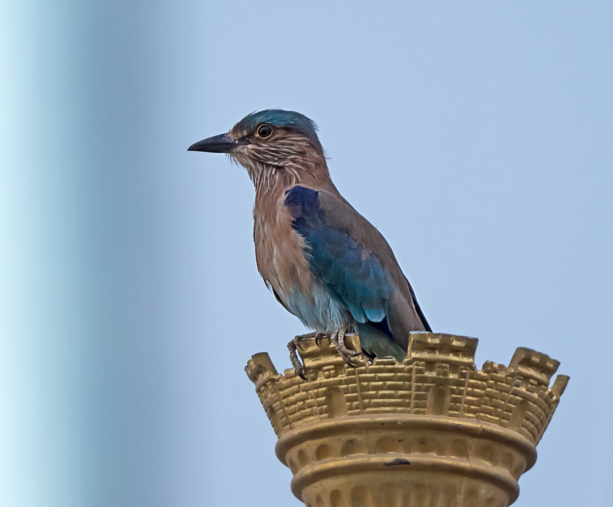 Indian Roller - ML623868378