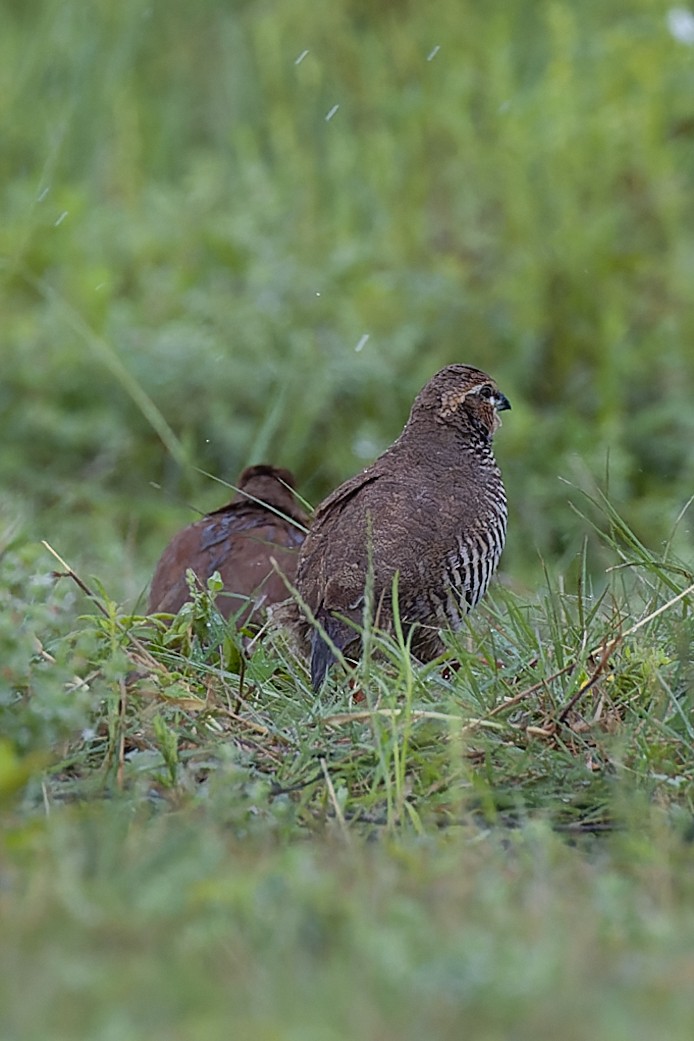 Rock Bush-Quail - ML623868388