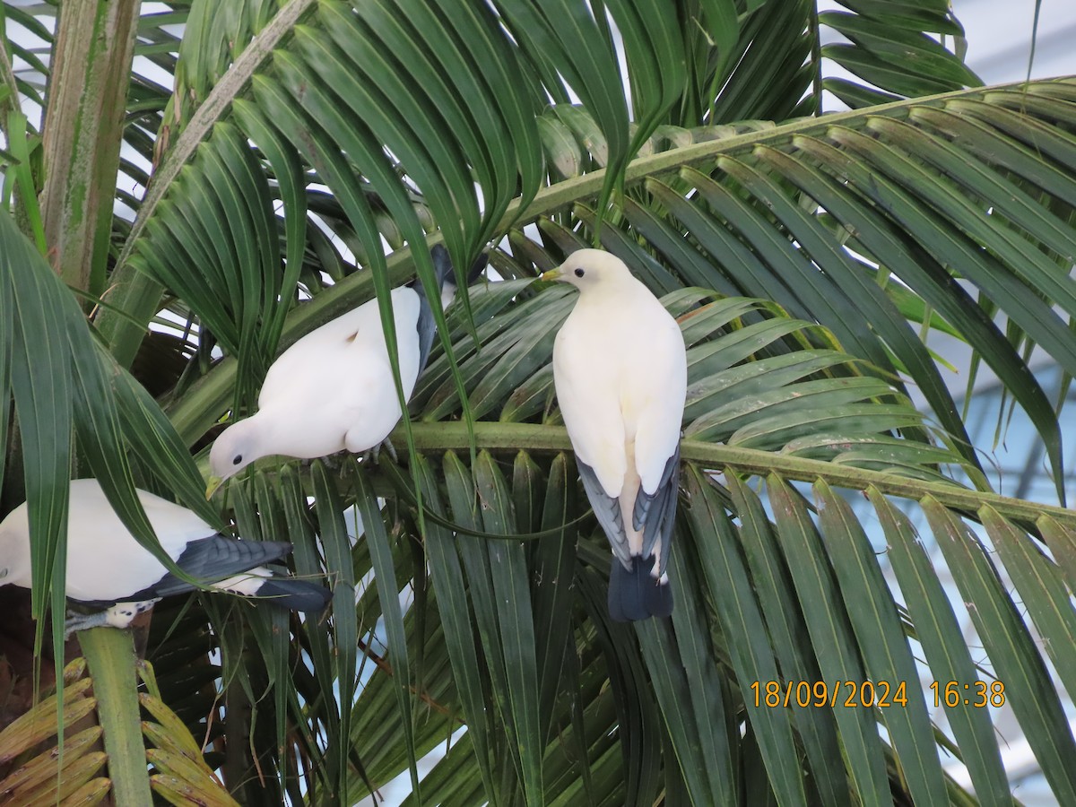 Torresian Imperial-Pigeon - ML623868399