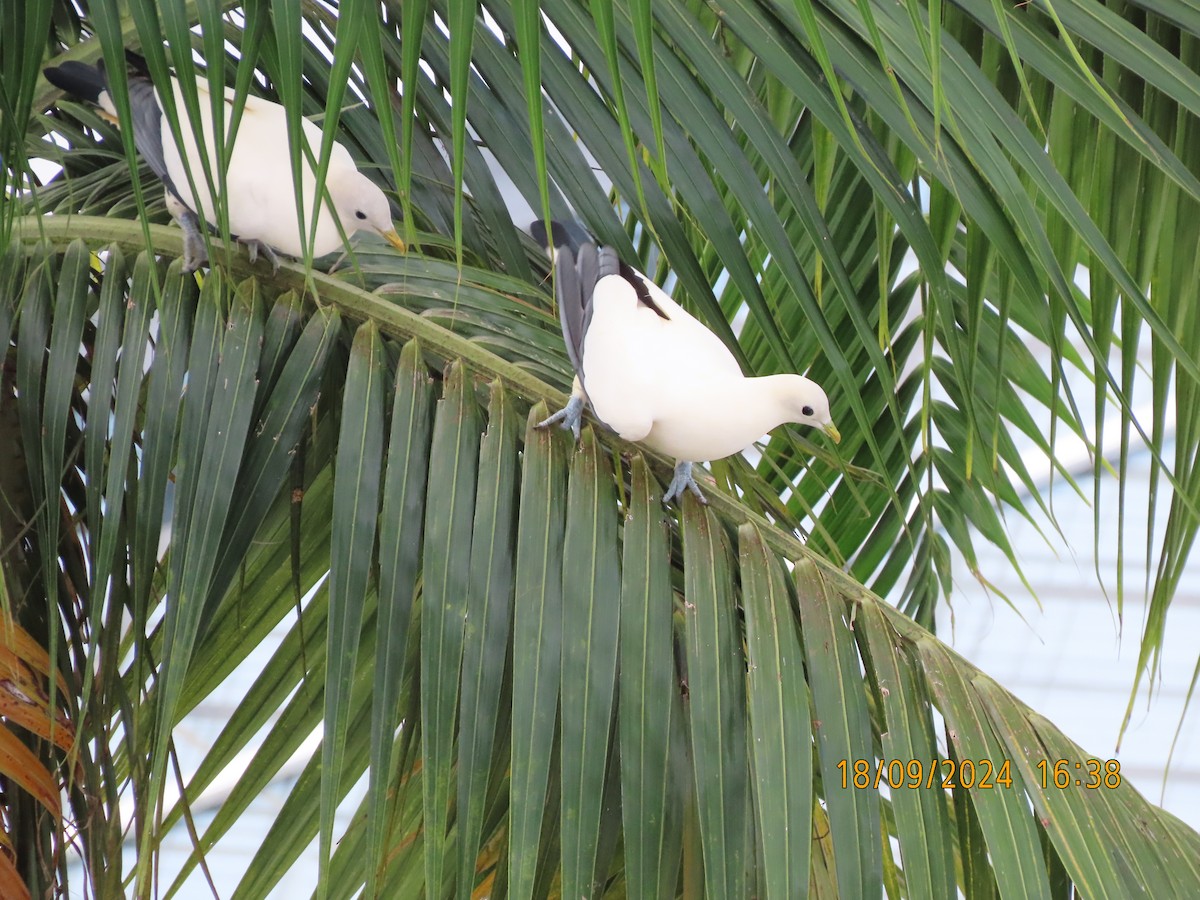 Torresian Imperial-Pigeon - ML623868401