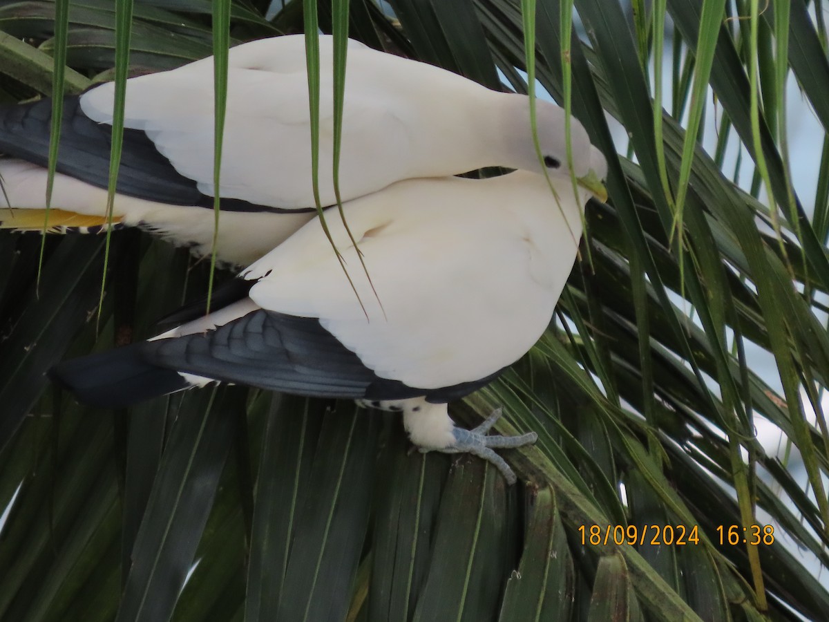 Torresian Imperial-Pigeon - ML623868402