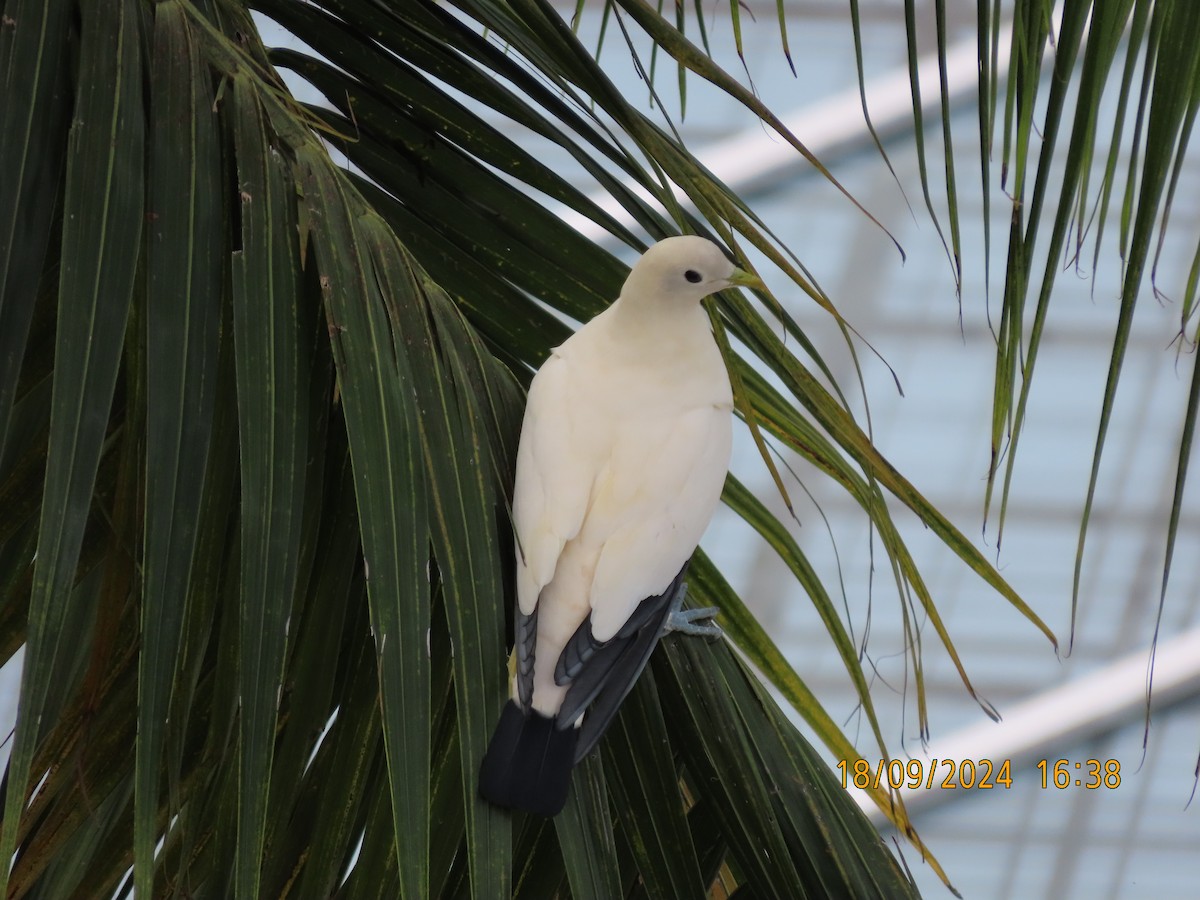 Torresian Imperial-Pigeon - ML623868404