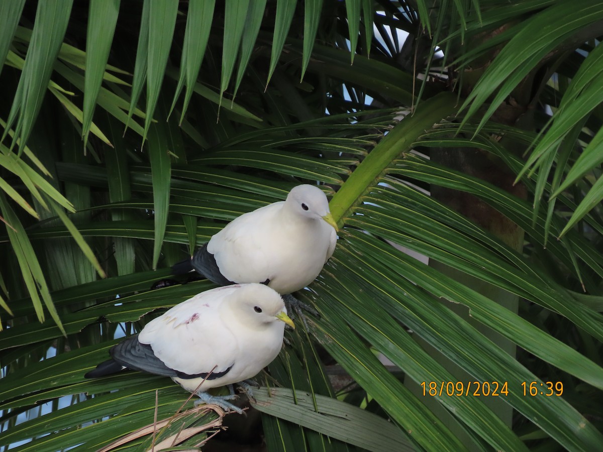 Torresian Imperial-Pigeon - ML623868407