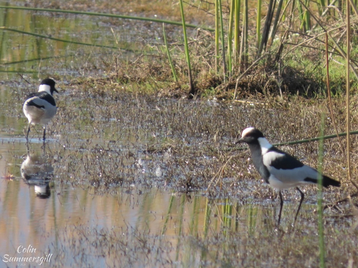 Blacksmith Lapwing - ML623868410