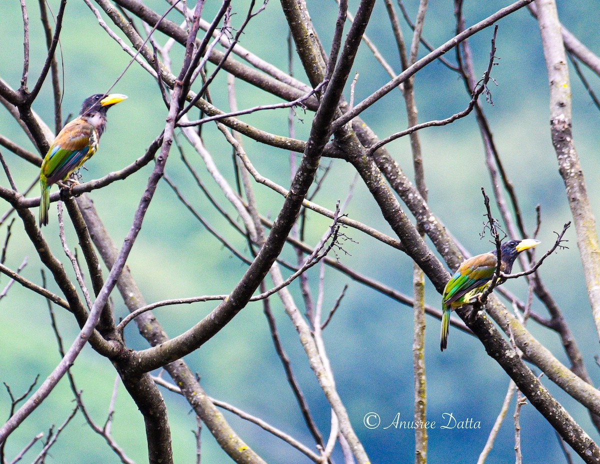 Great Barbet - ML623868431