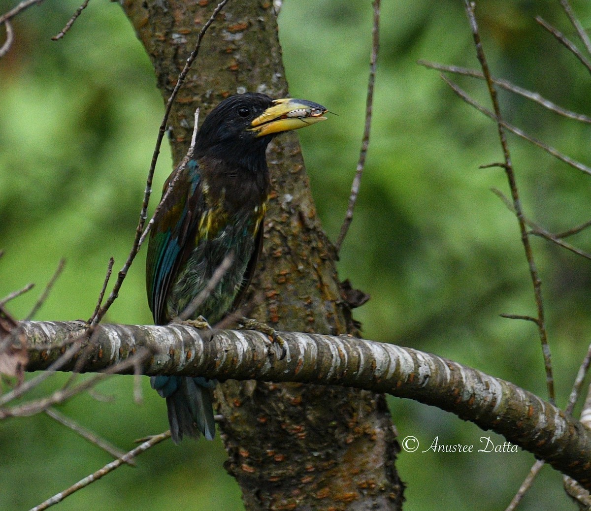 Great Barbet - ML623868432