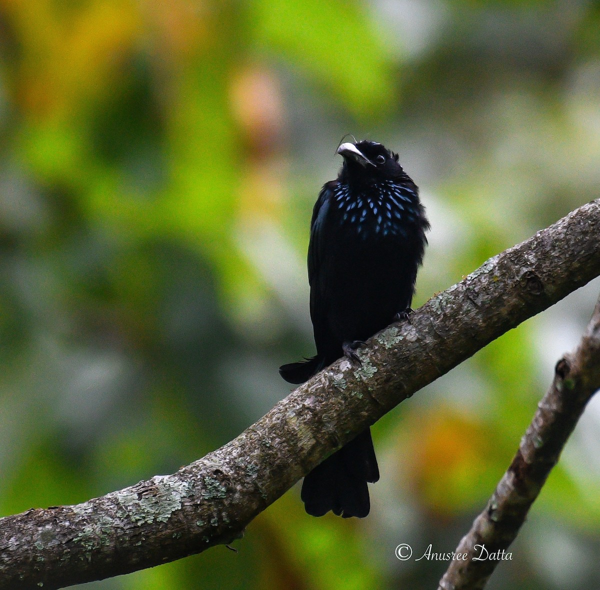 Hair-crested Drongo - ML623868443