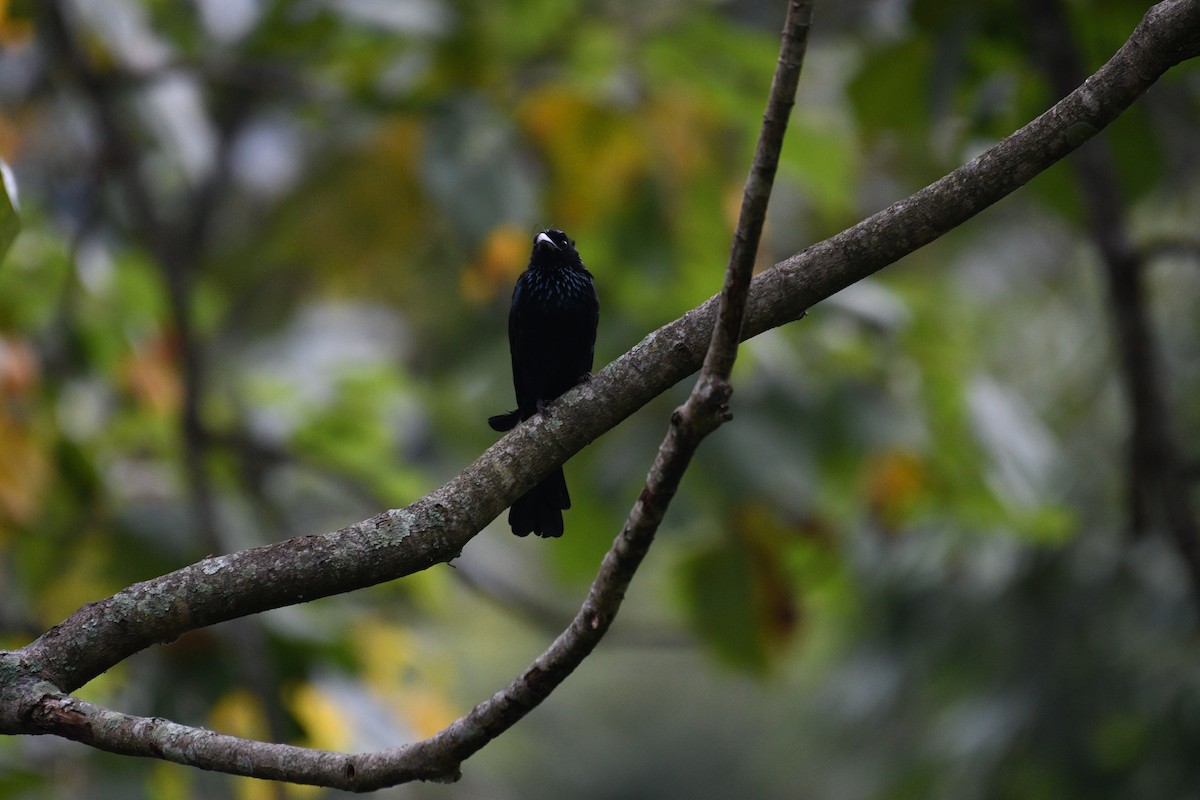 Hair-crested Drongo - ML623868444