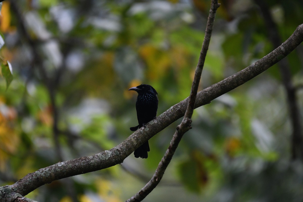 Hair-crested Drongo - ML623868445