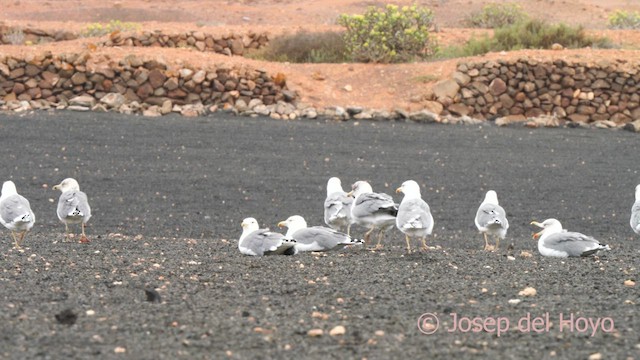 Yellow-legged Gull (atlantis) - ML623868457