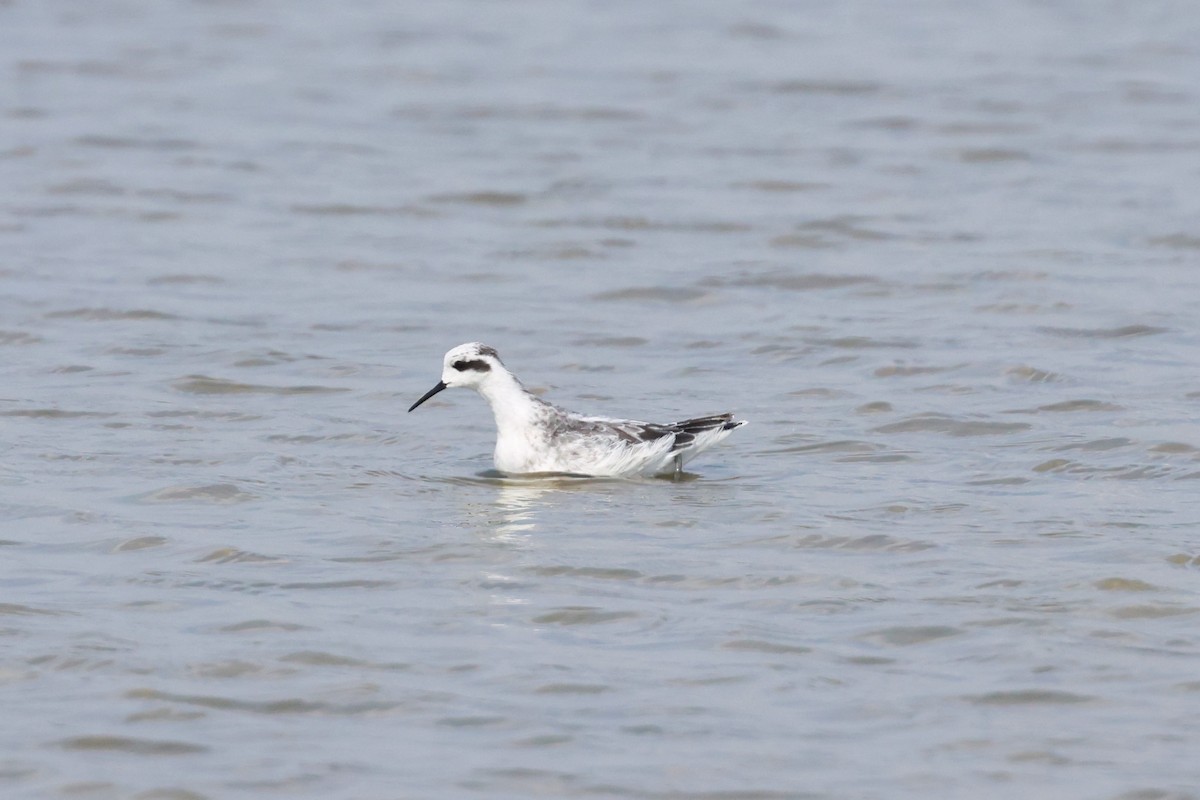 Phalarope à bec étroit - ML623868458