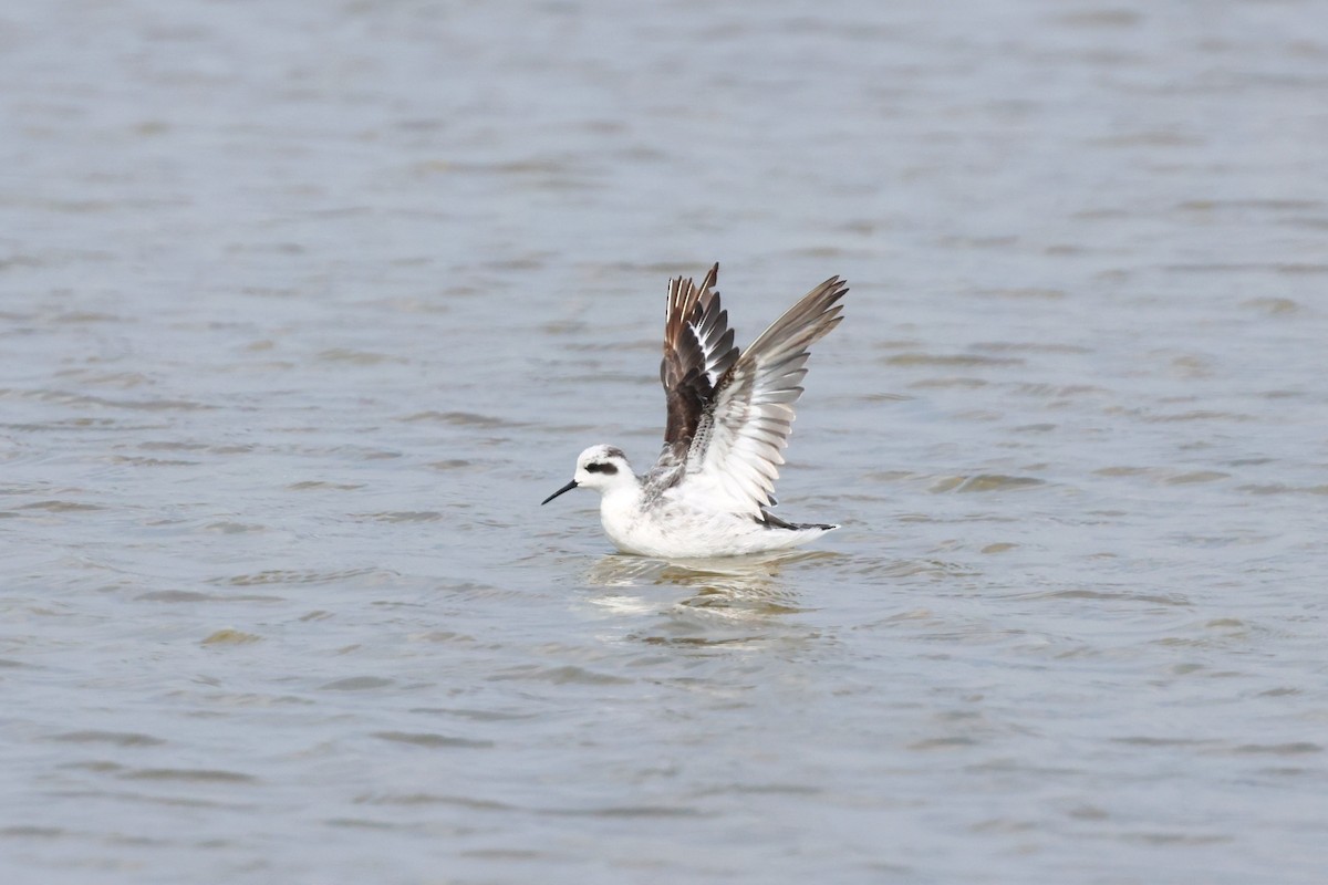 Phalarope à bec étroit - ML623868459