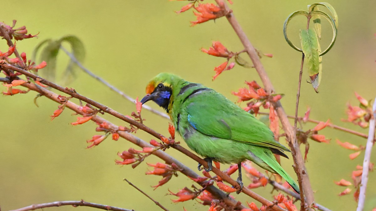 Golden-fronted Leafbird - ML623868460