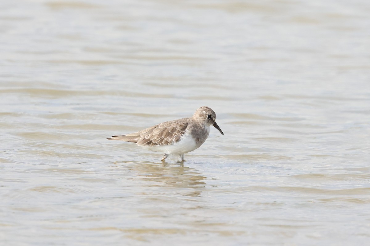 Temminck's Stint - 志民 蘇