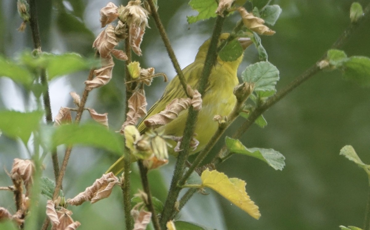 Sombre Greenbul - ML623868463