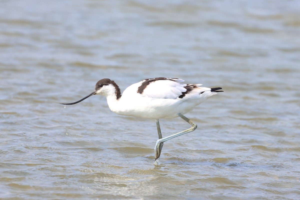 Avocette élégante - ML623868464