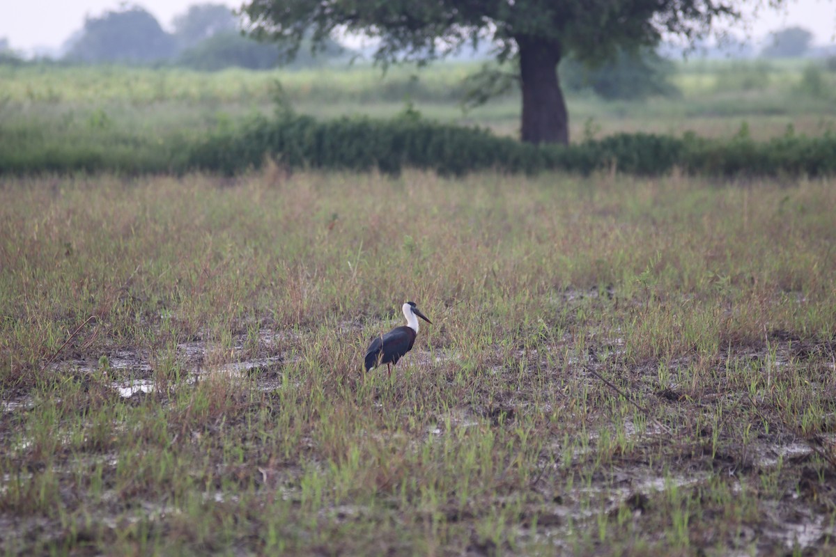 Asian Woolly-necked Stork - ML623868475