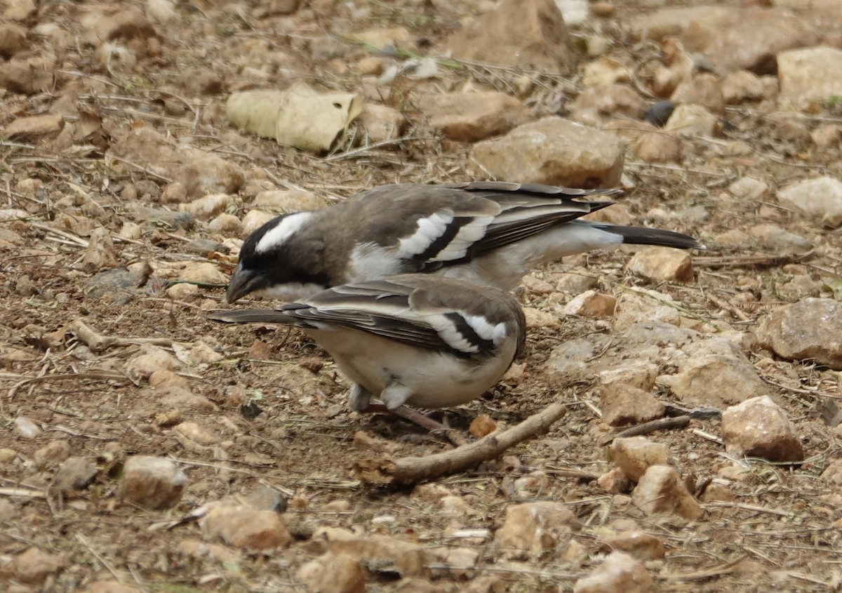 White-browed Sparrow-Weaver - ML623868481