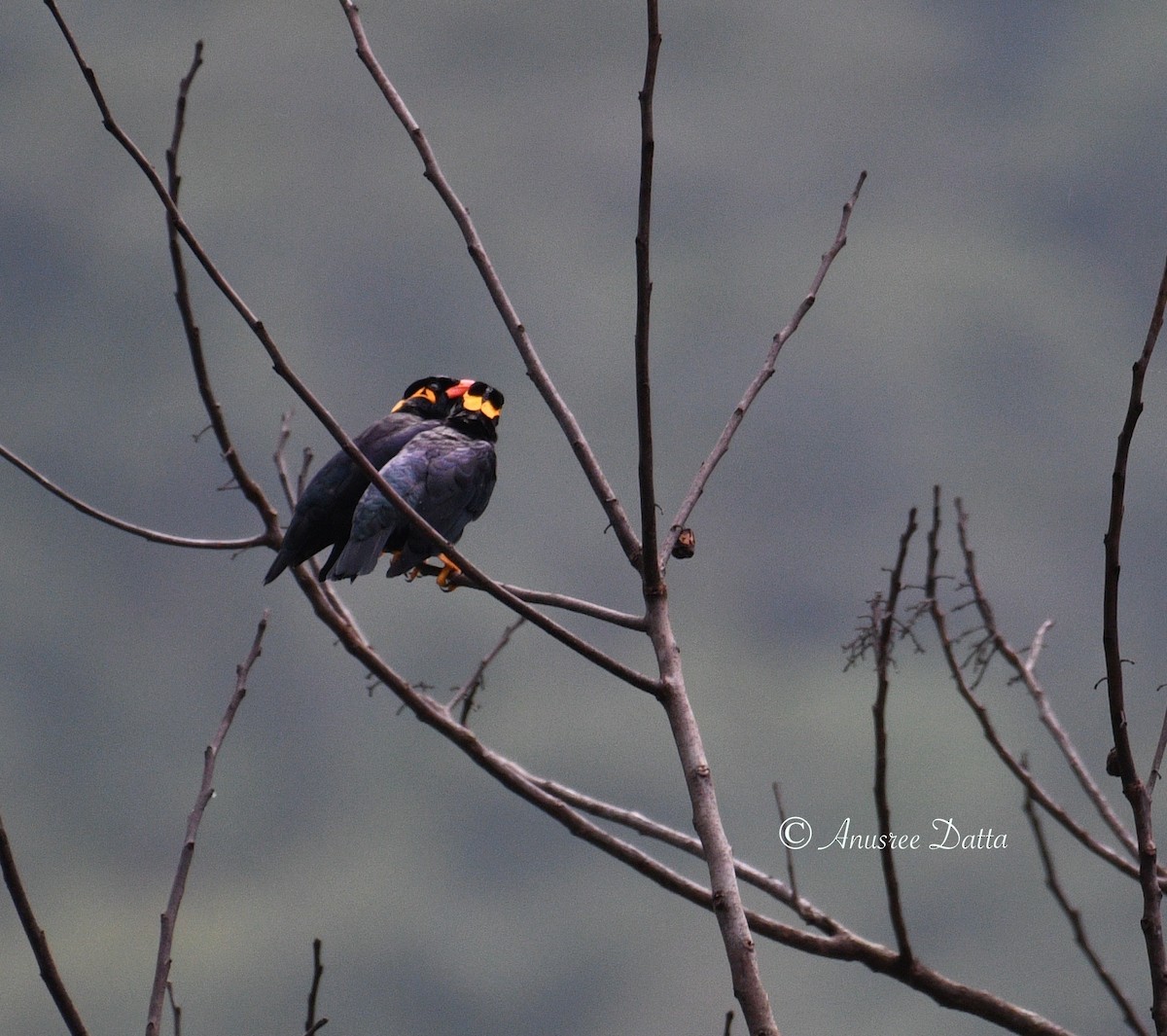 Common Hill Myna - ML623868491