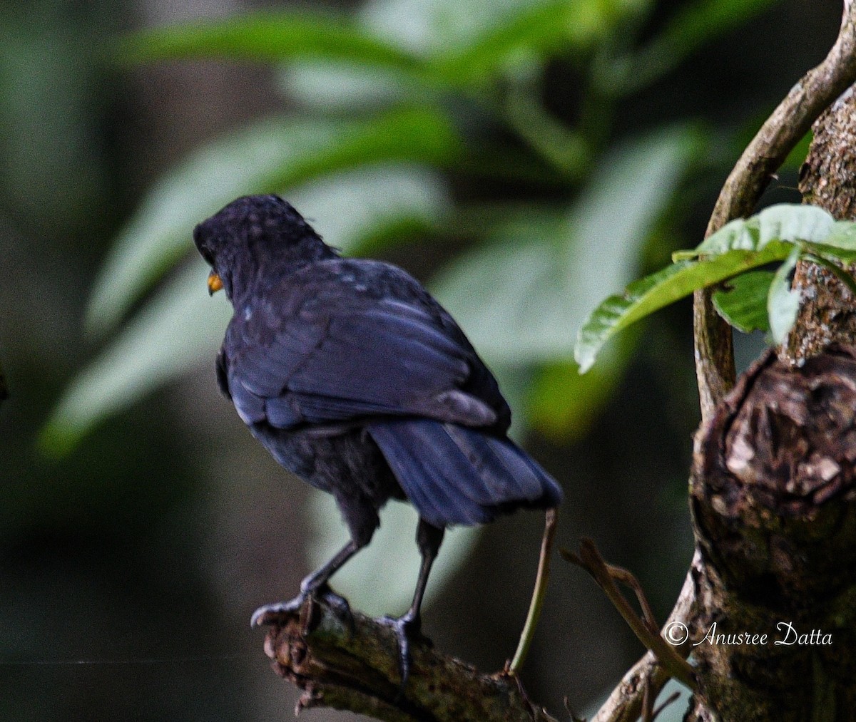 Blue Whistling-Thrush - ML623868493