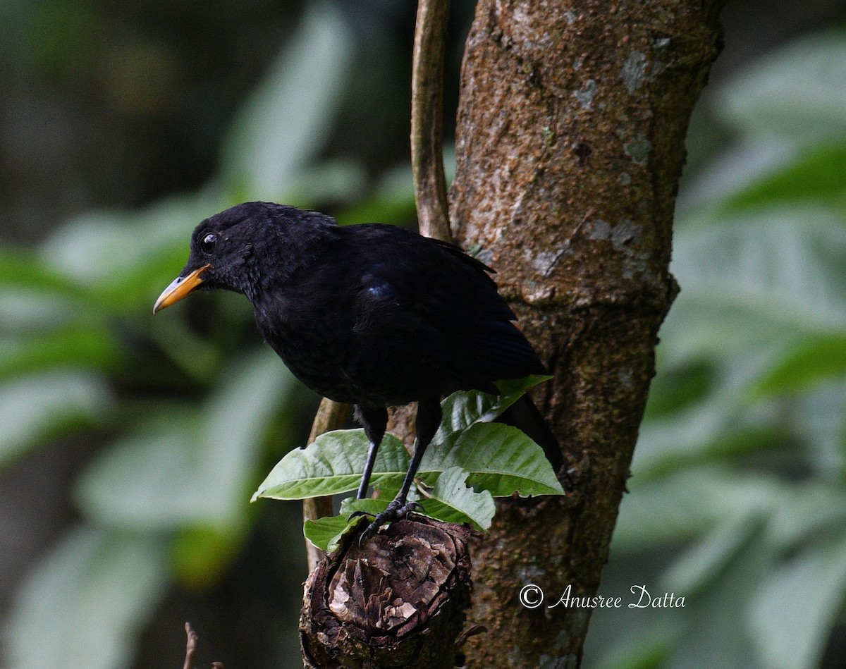 Blue Whistling-Thrush - ML623868494