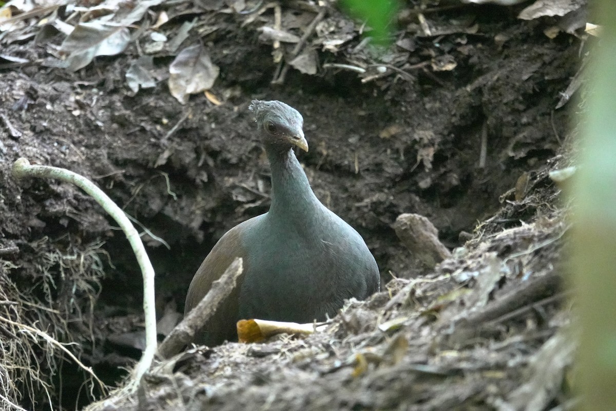 Orange-footed Megapode - ML623868496